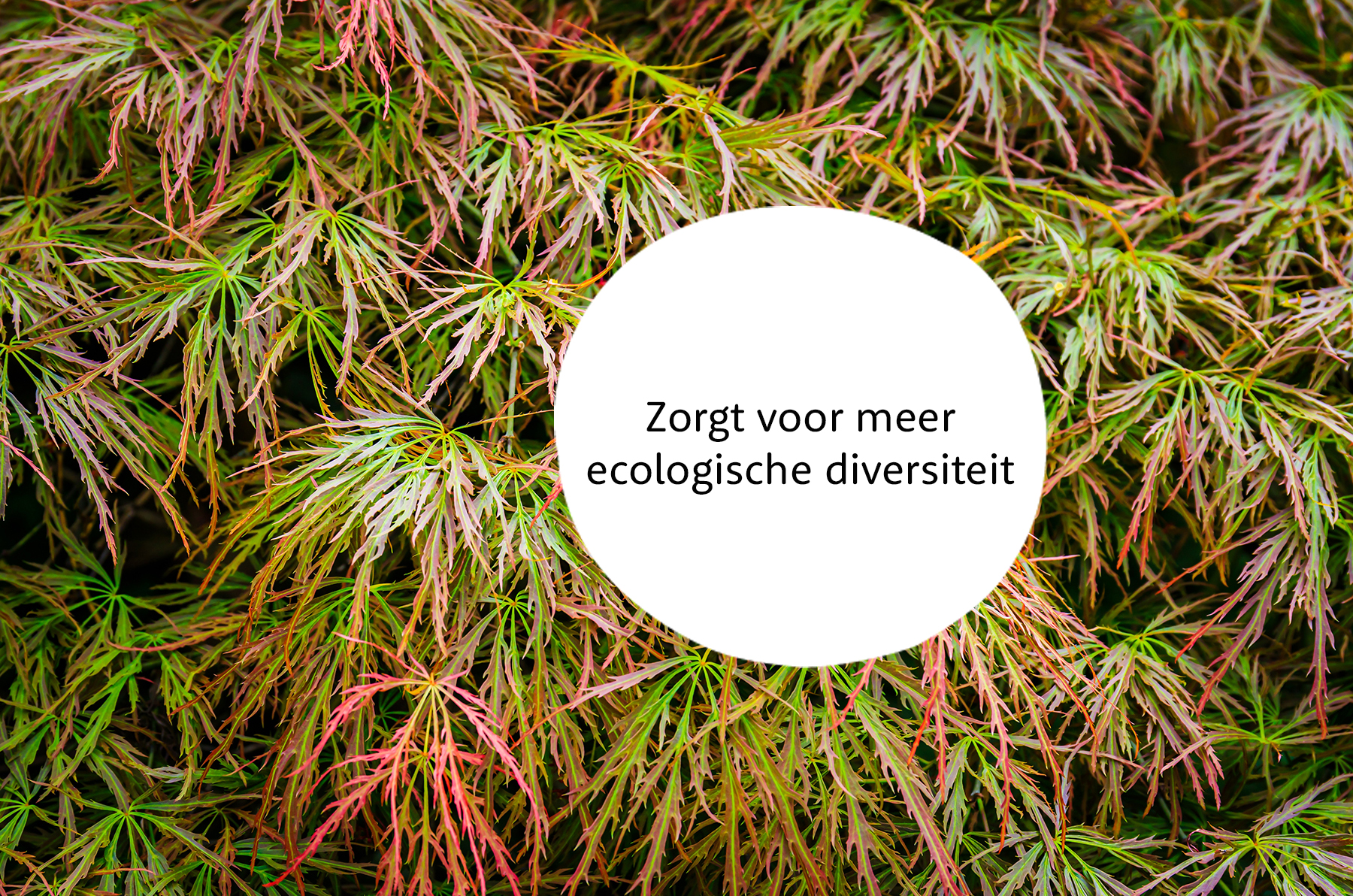 Esdoorn familie