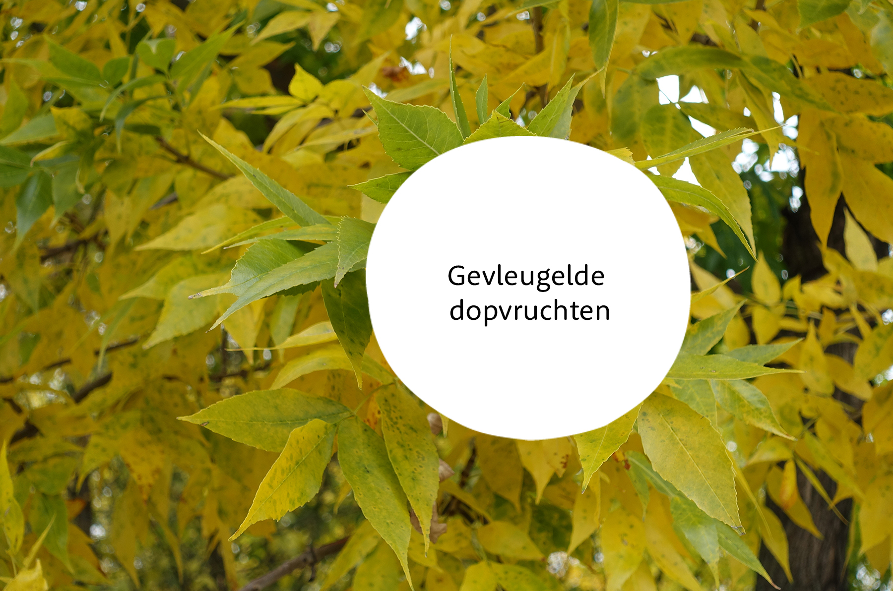 Fraxinus familie