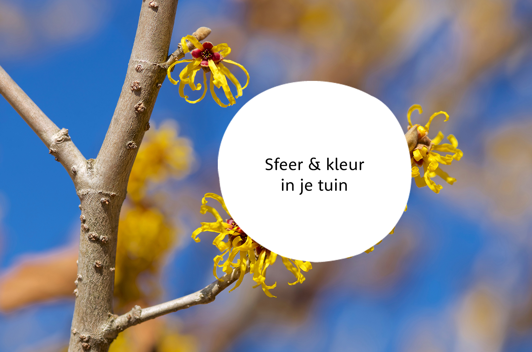 Hamamelis familie