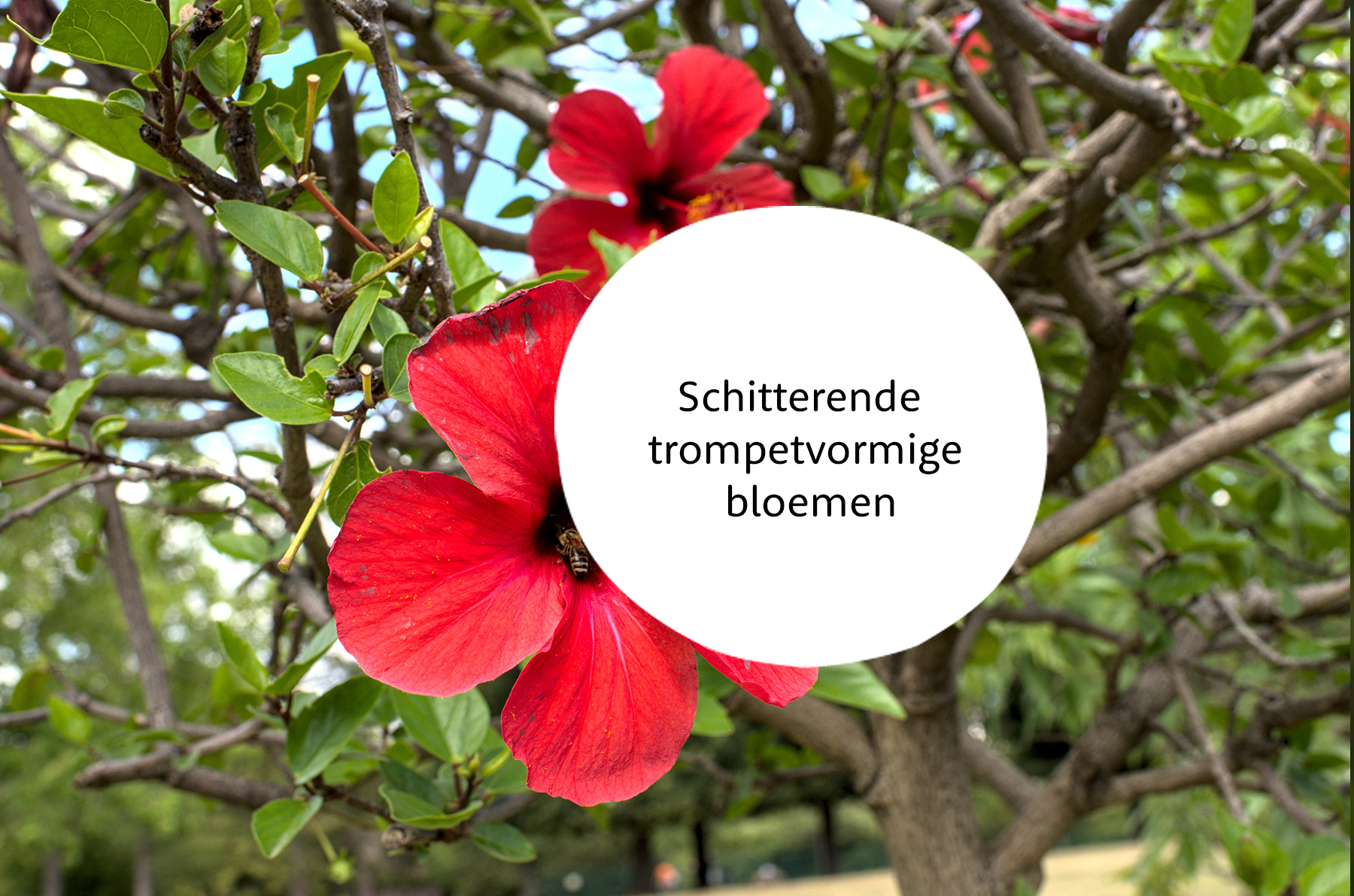 Hibiscus familie