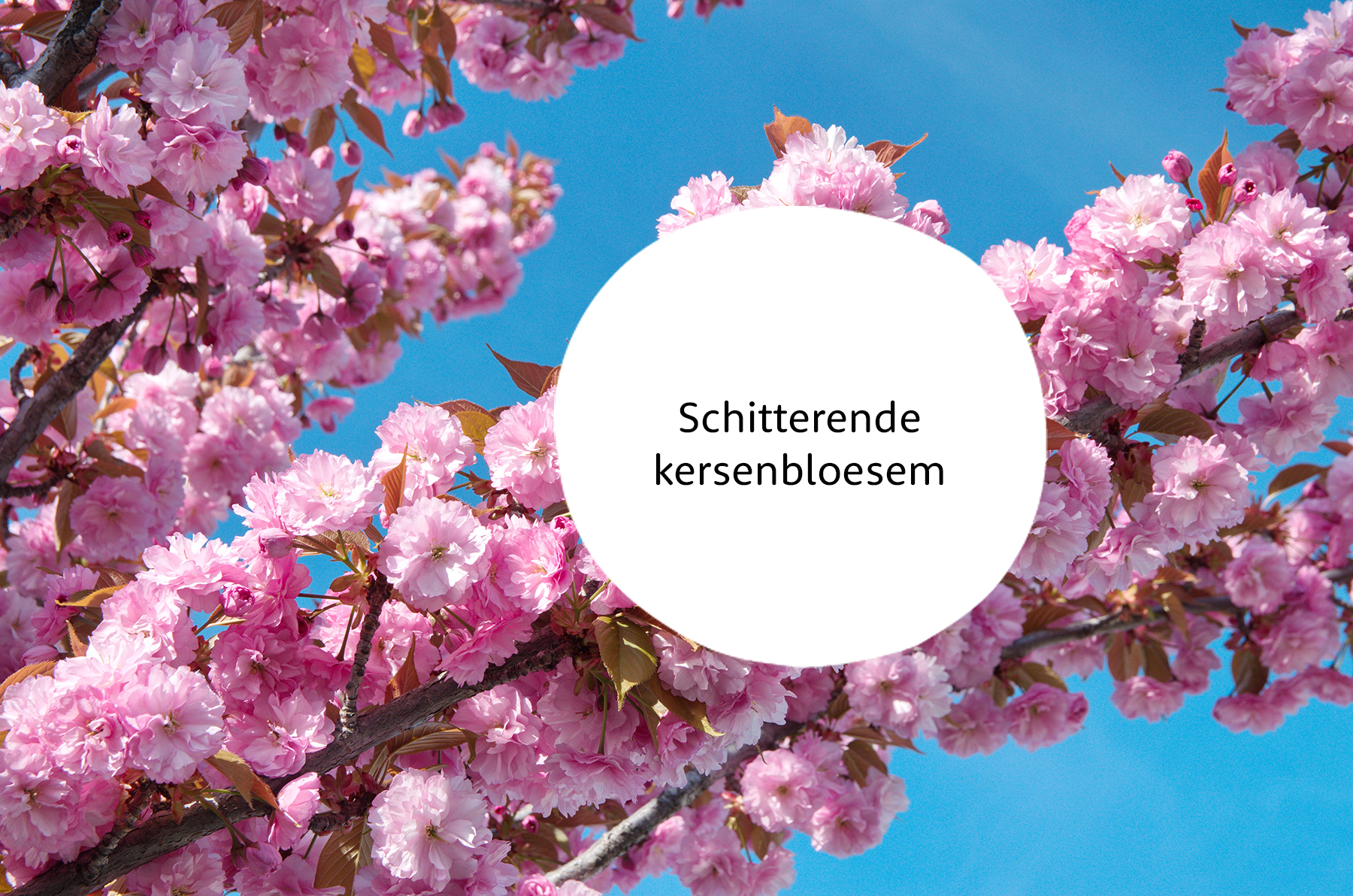 Japanse sierkers familie