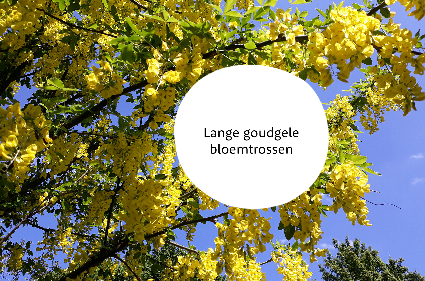 Laburnum familie