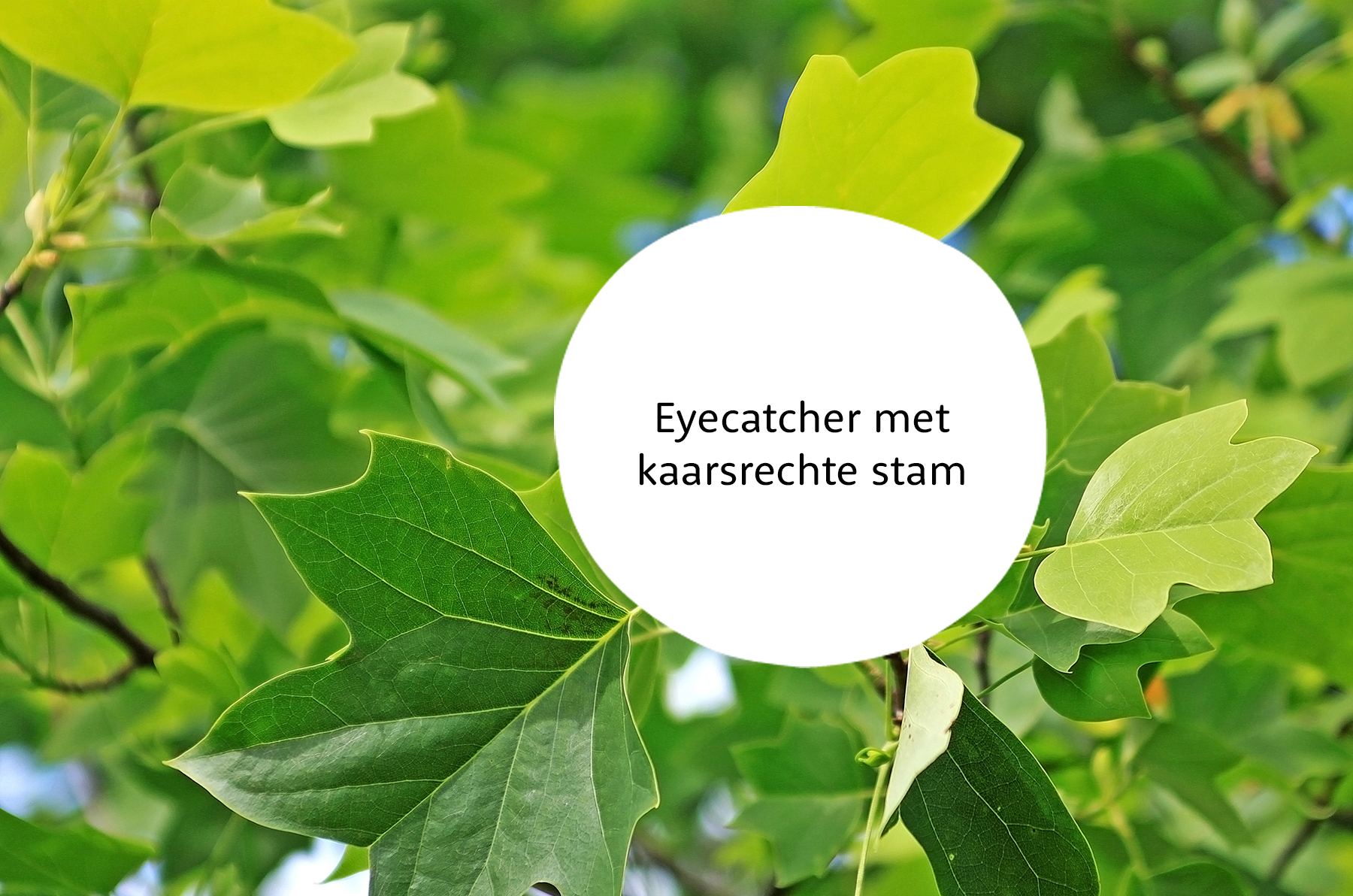 Liriodendron familie