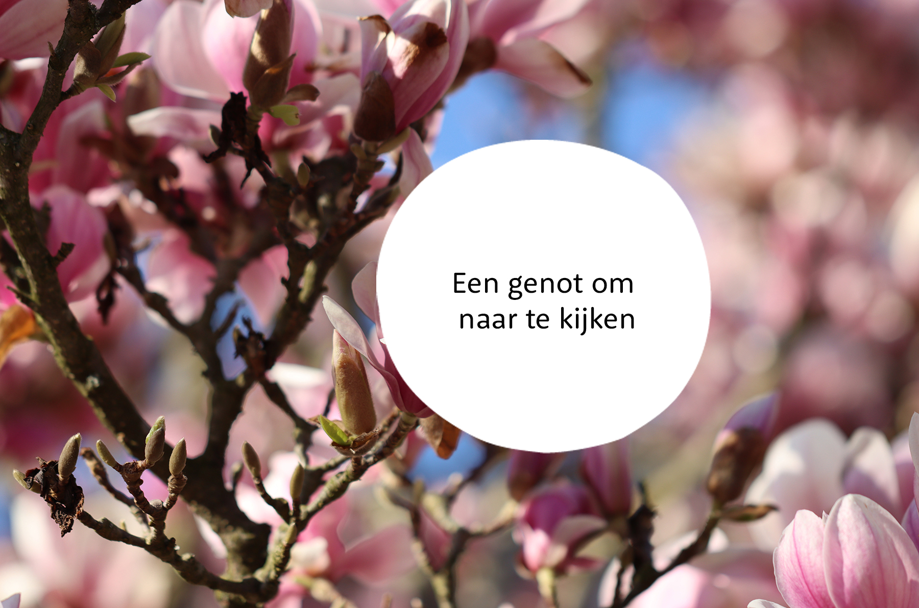 Magnolia familie
