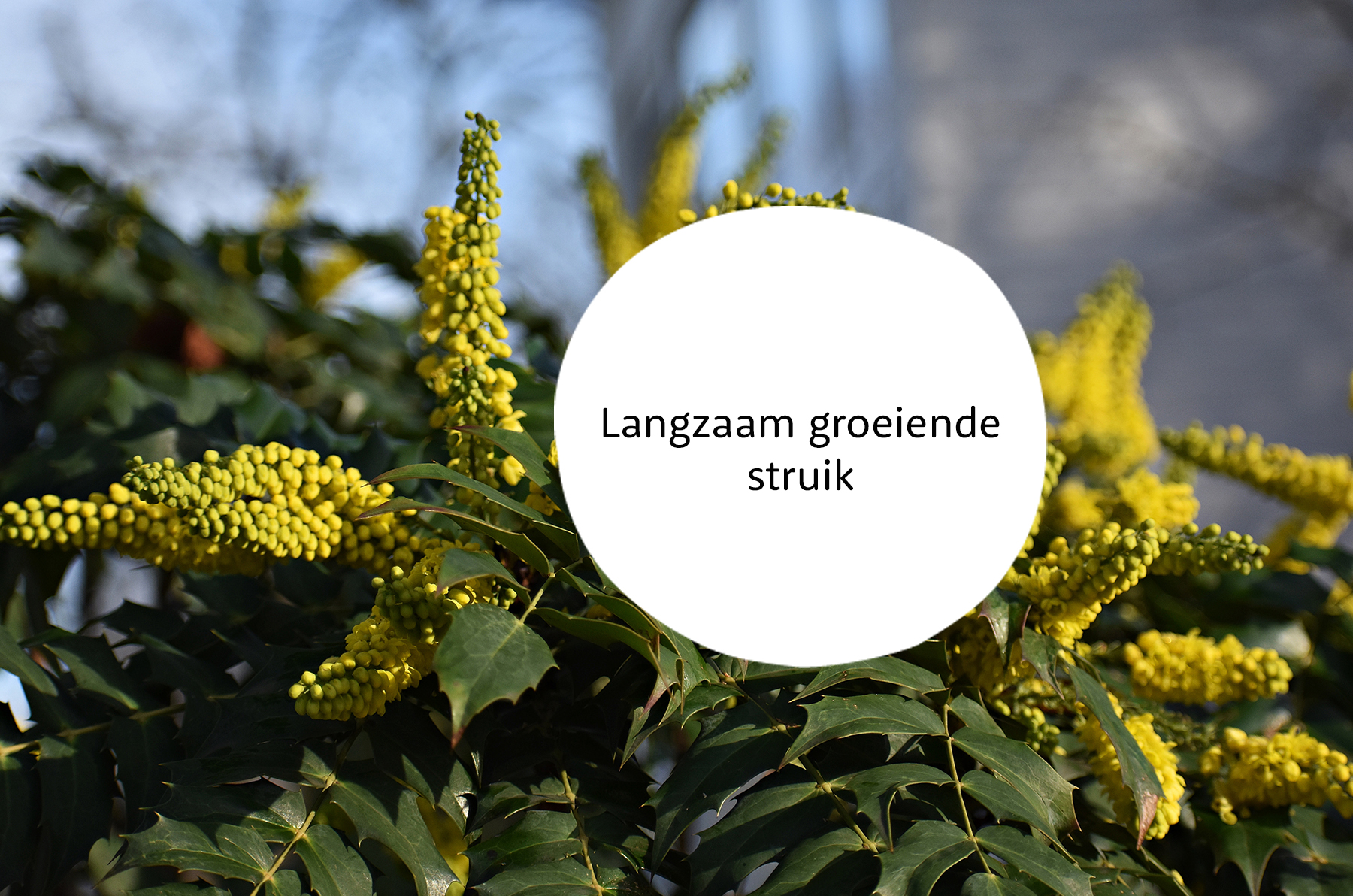 Mahonia familie