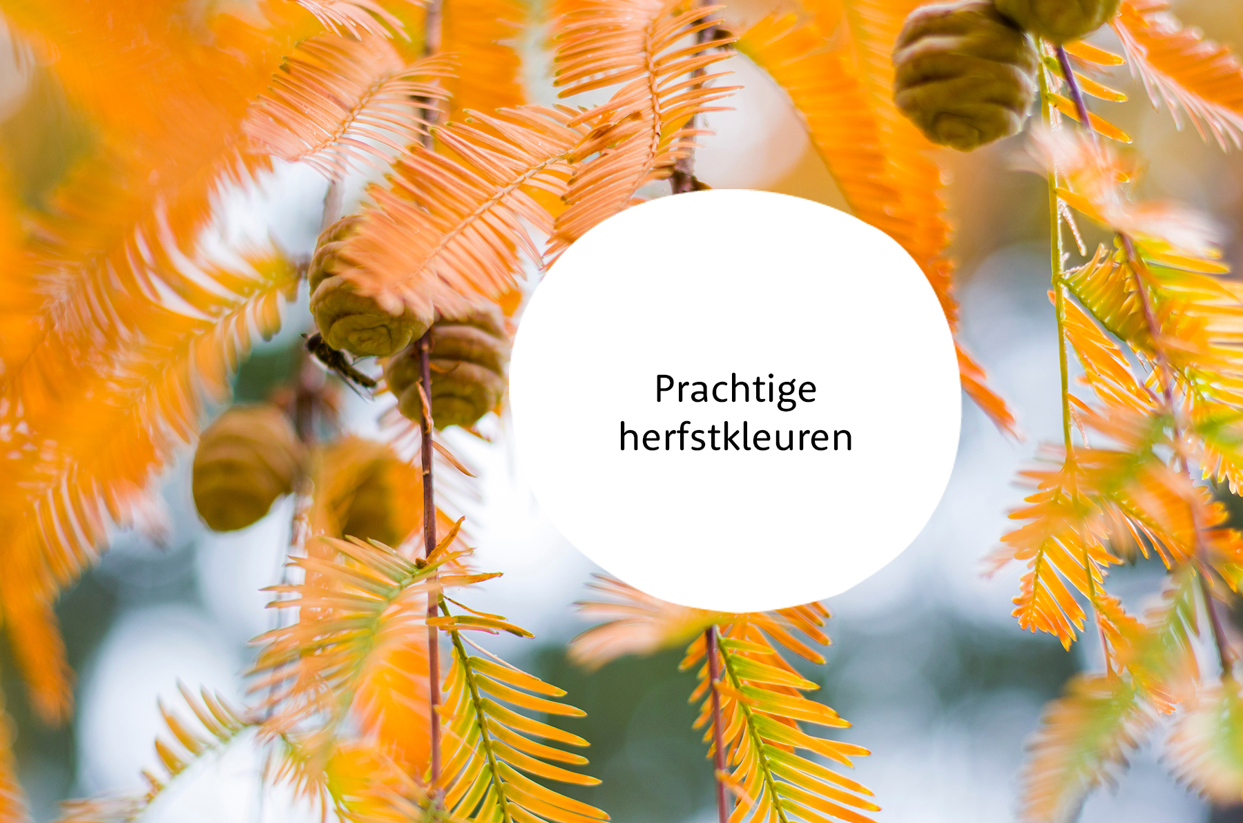 Metasequoia familie