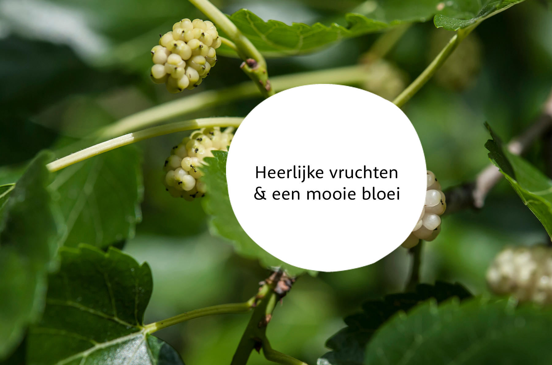 Moerbei familie
