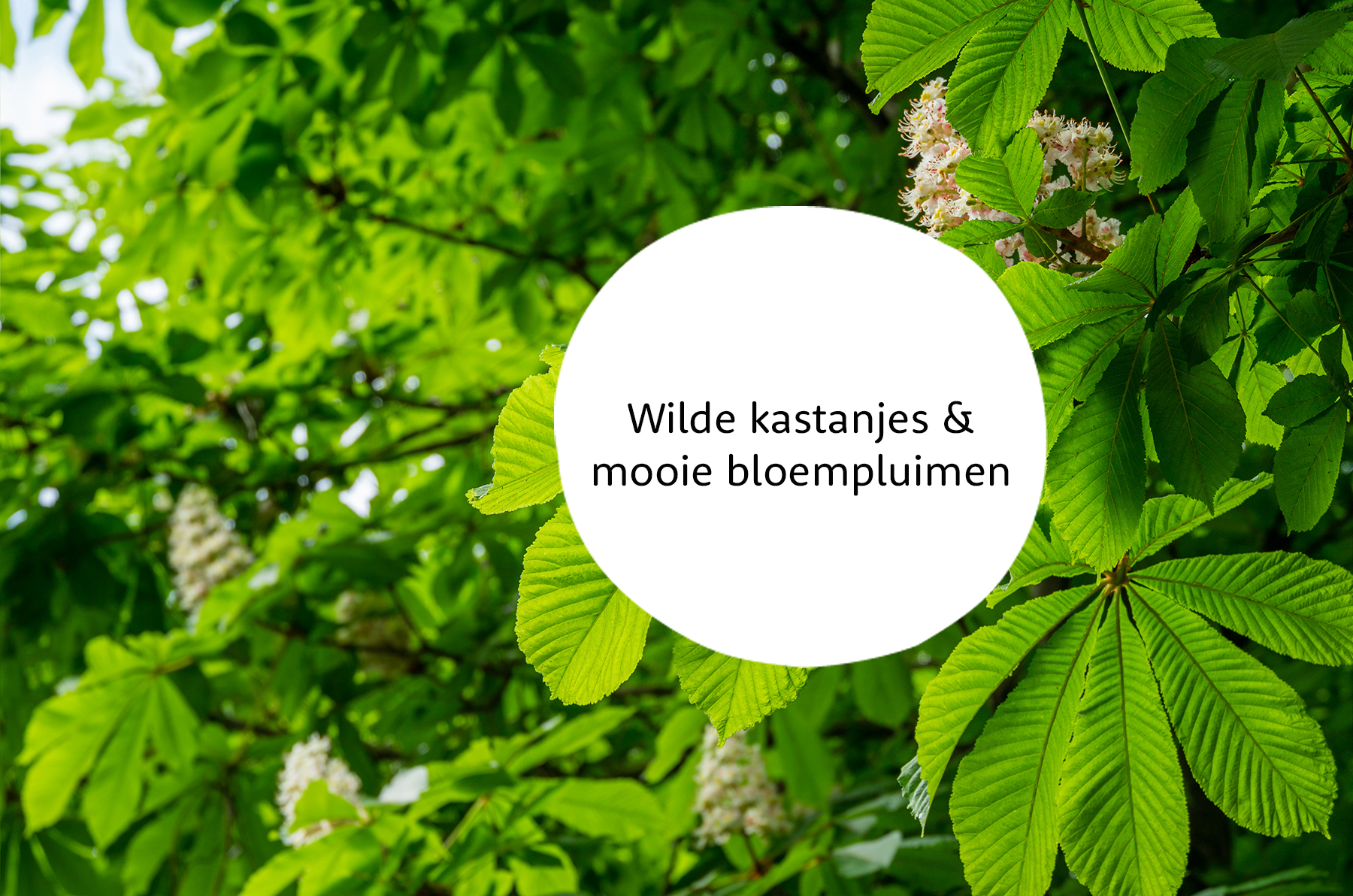 Paardenkastanje familie