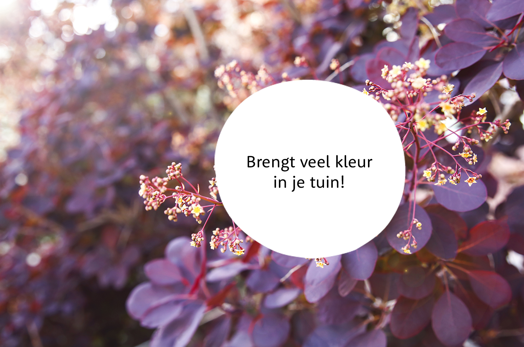 Pruikenboom familie