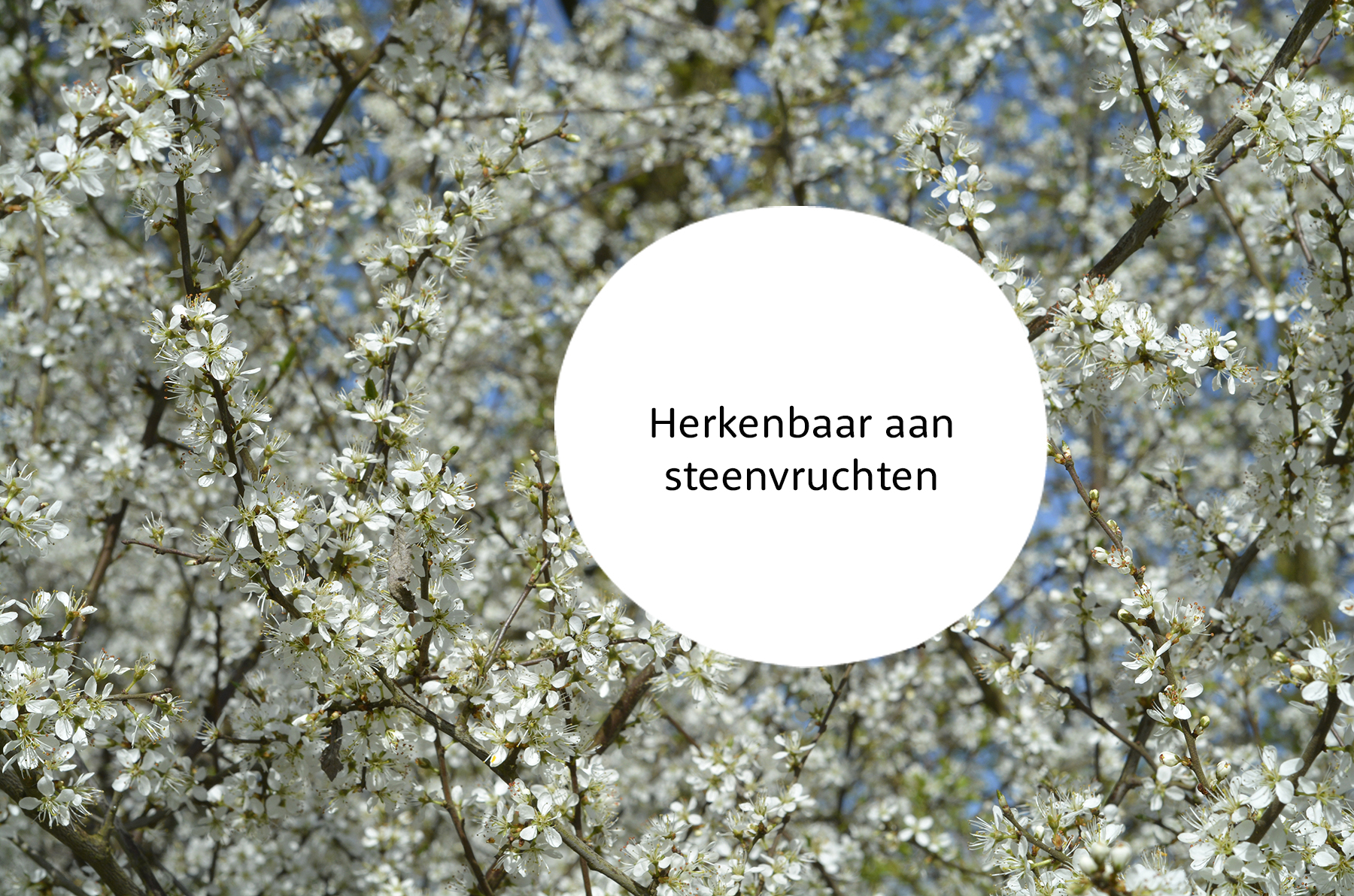 Prunus familie