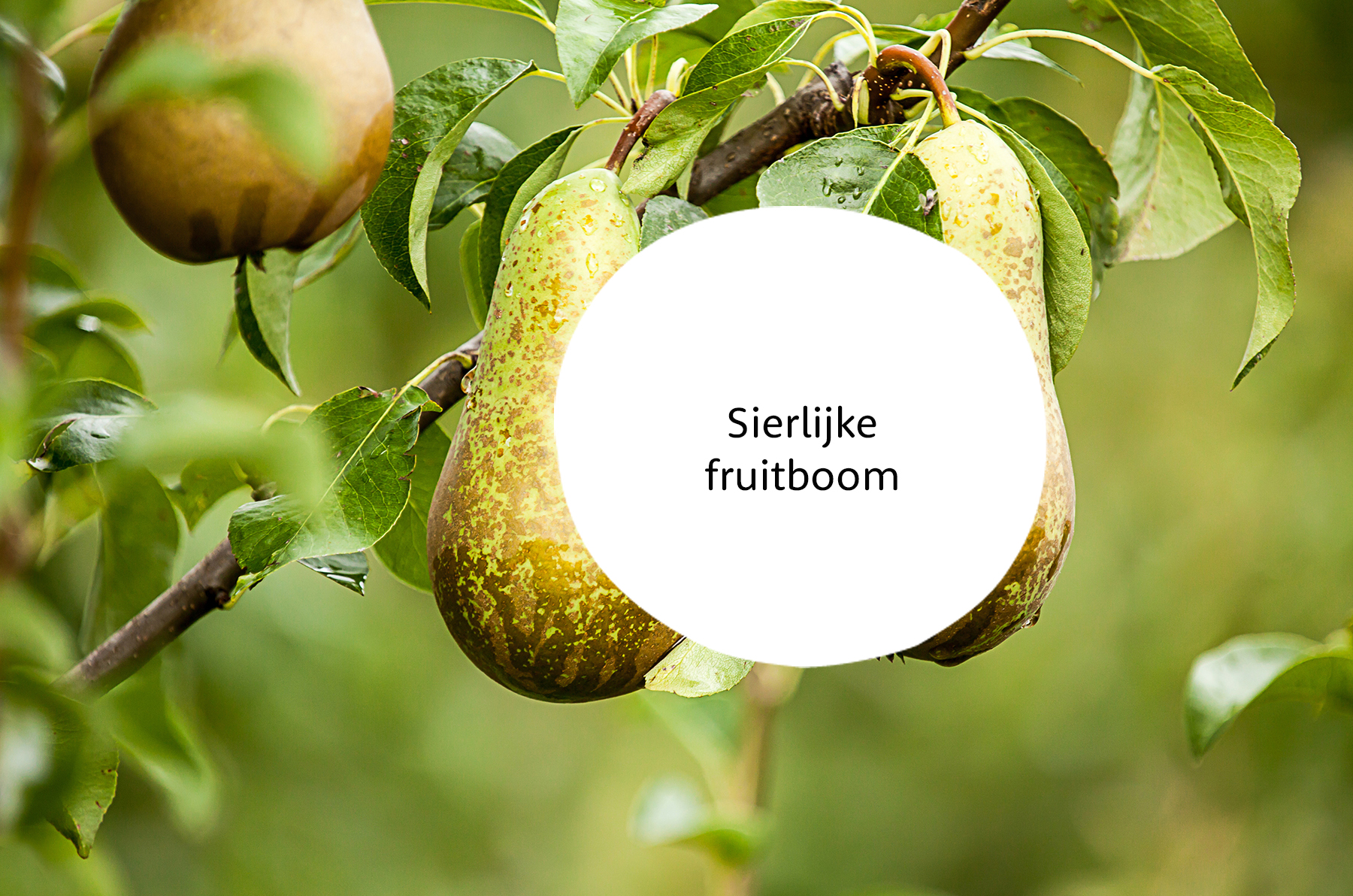 Pyrus familie