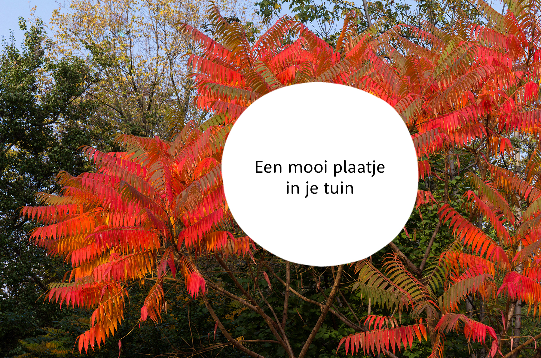 Rhus familie