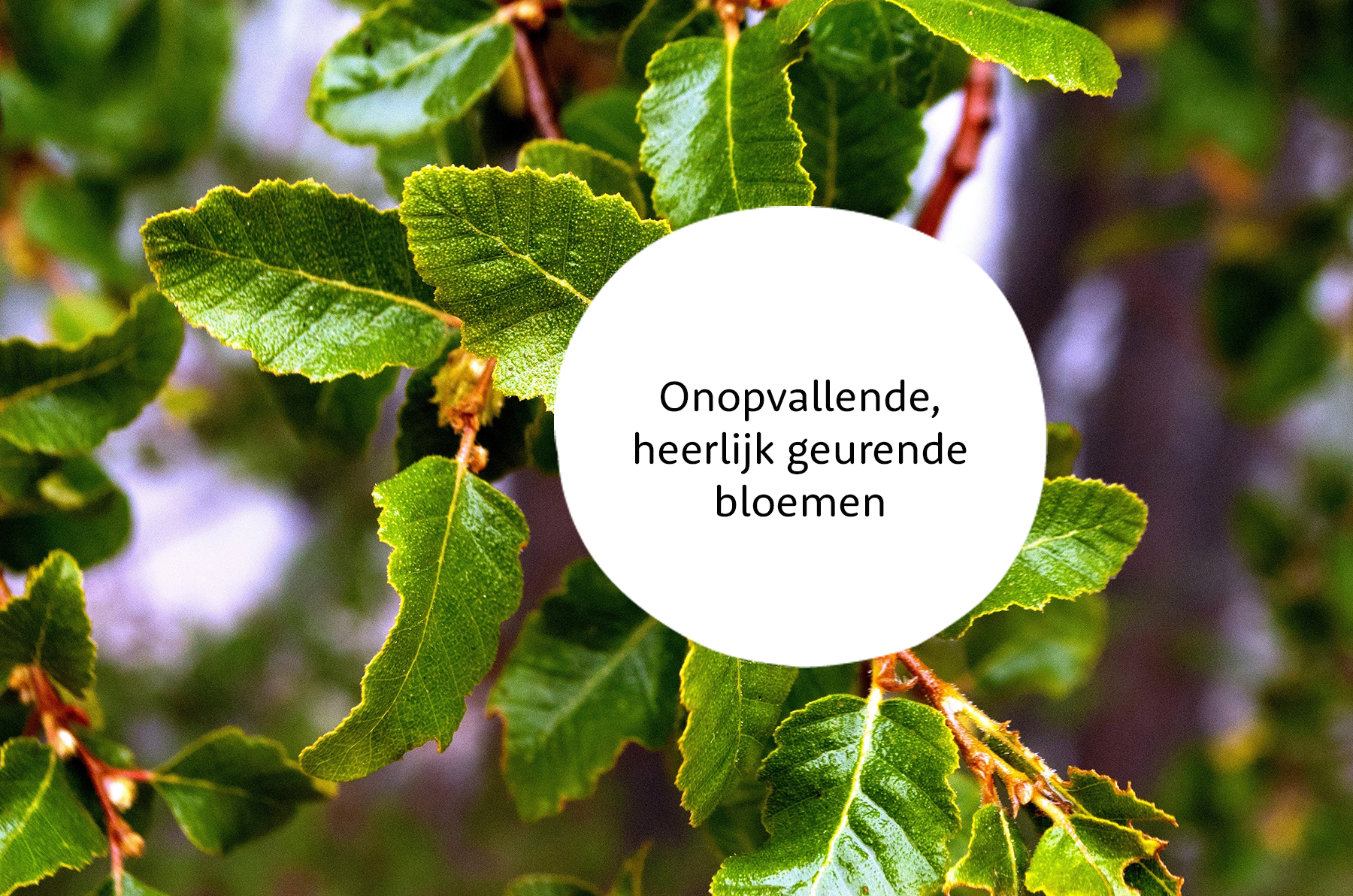 Schijnbeuk familie