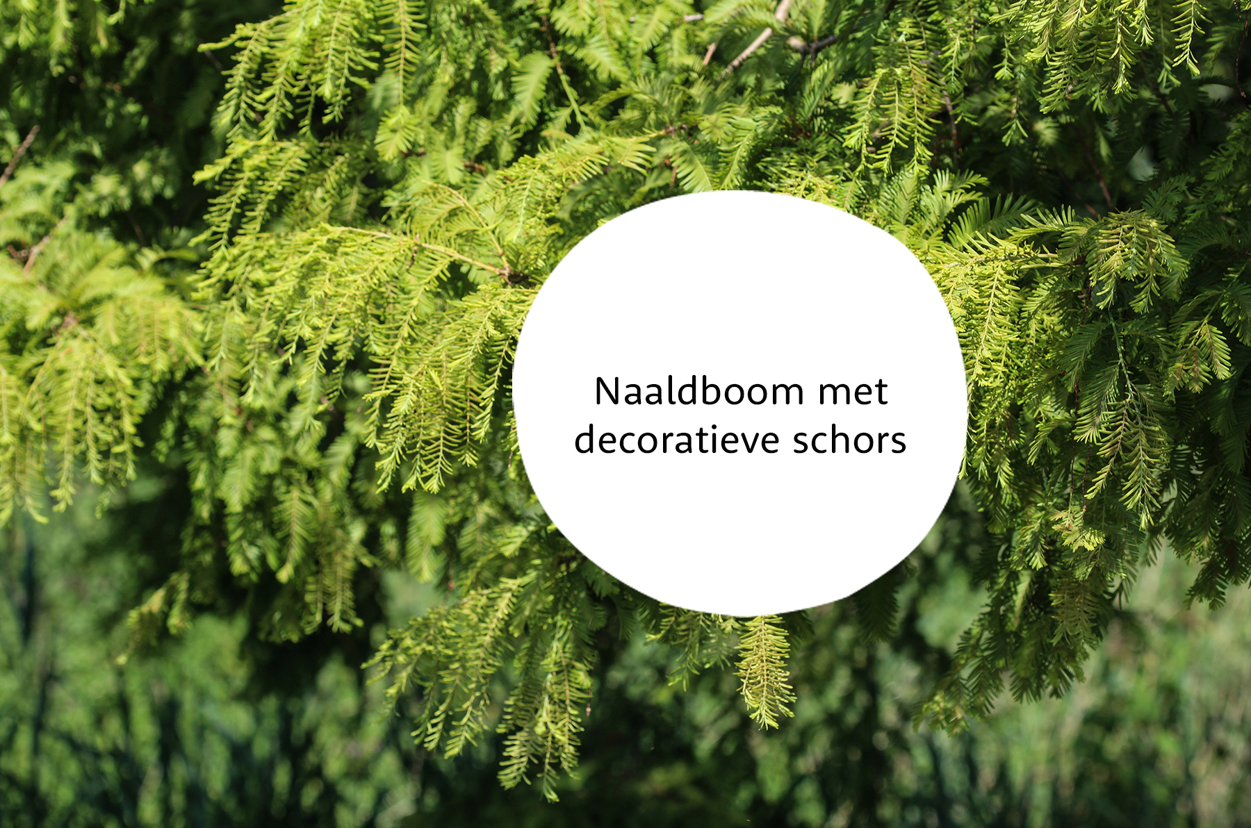 Taxodium familie