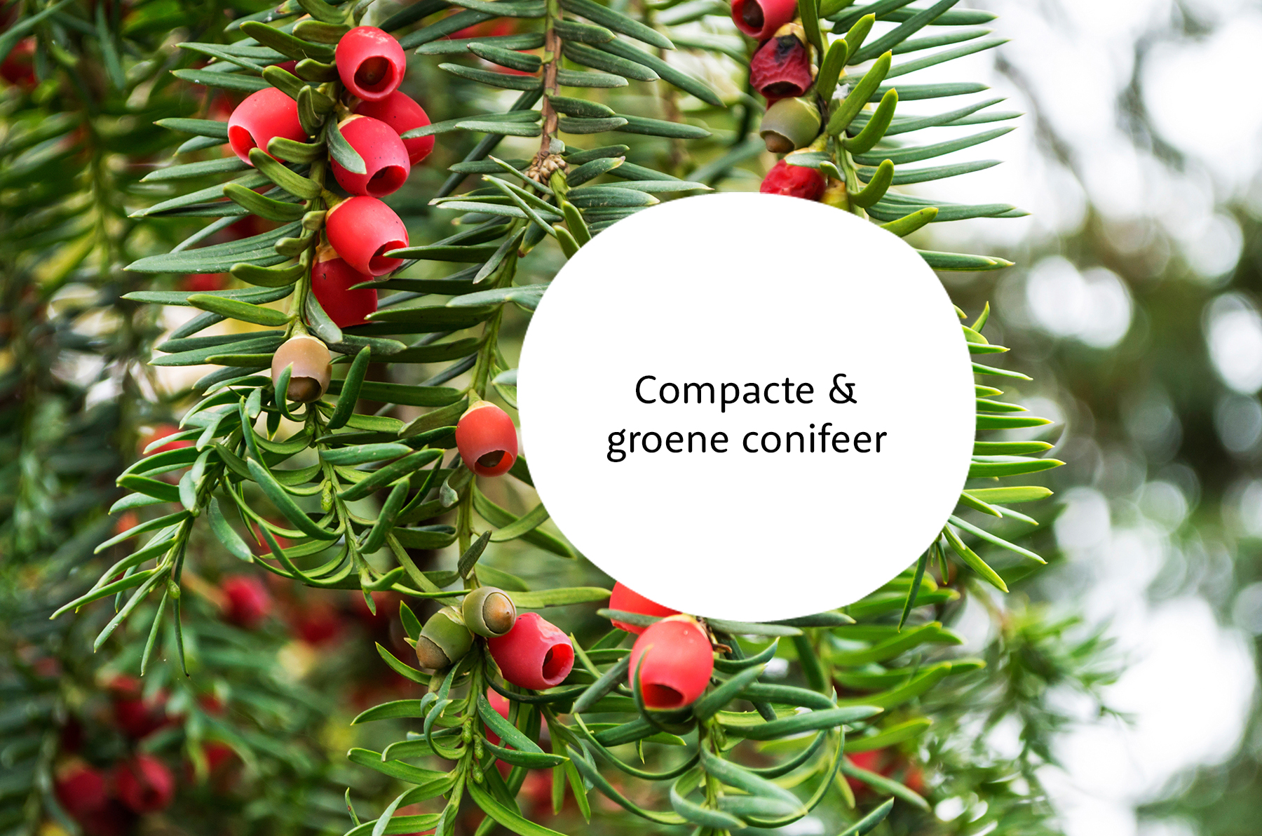 Taxus familie