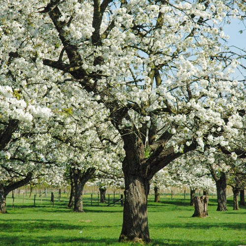 Zware Hoogstam Fruitbomen