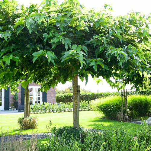 Manieren beroerte Klik Bomenenzo.nl - Bomen, boom, bomen kopen
