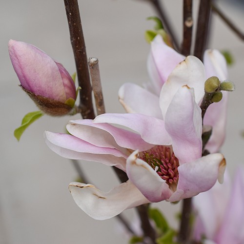 Magnolia