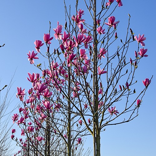 Magnolia boom