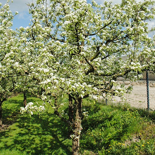 Oude Fruitbomen