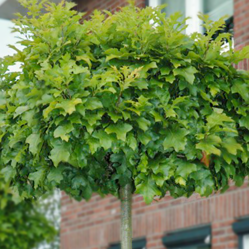 Bomenenzo.nl Bolacacia, bolacacia kopen, bolacacia planten