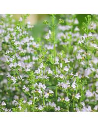 Calamintha nepeta Nepeta