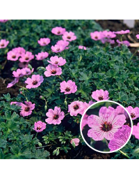 Geranium cinereum Ballerina