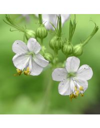 Geranium White Ness