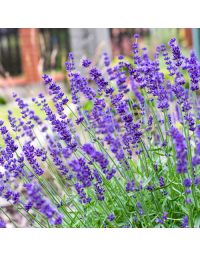 Lavendel Hidcote bodembedekker