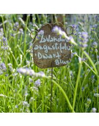Lavendel Dwarf Blue bodembedekker
