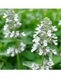 Nepeta Snowflake