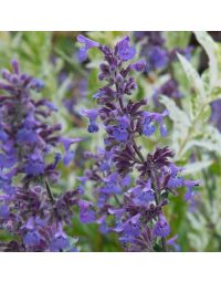 Nepeta Walker's Low