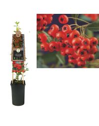 Vuurdoorn ‘Red Column’