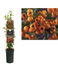 Vuurdoorn ‘Golden Charmer’