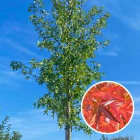 Amberboom herfstverkleuring