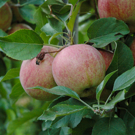 Dubbele Zoete Aagt appelboom