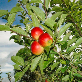 Appelboom Ecolette