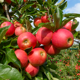 Appelboom Elstar