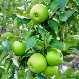 Appels aan boom Granny Smith