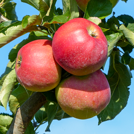 Oude appelboom Jonagold
