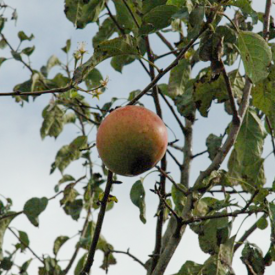 Appelboom Pinova