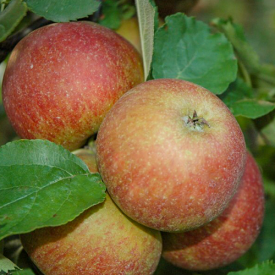 Appelboom Rode Boskoop (goudreinet)