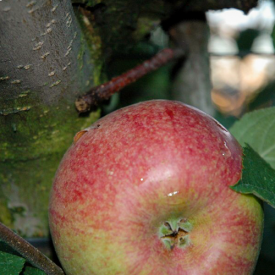 Vrucht Appelboom Rode Dijkmanszoet
