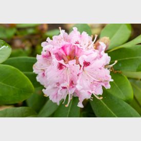 Rhododendron ‘Albert Schweitzer’