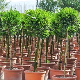 Buxus Microphylla Faulkner