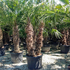 Chinese Waaierpalm meerstammig 30 liter t/m 285 liter