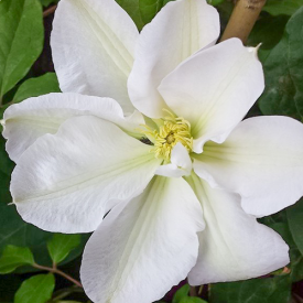 Clematis Madame Le Coultre 