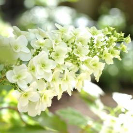 Eikenbladhortensia bloem wit