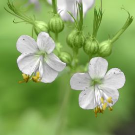 Geranium White Ness