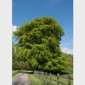 Groene Beukenboom - Fagus Sylvatica 